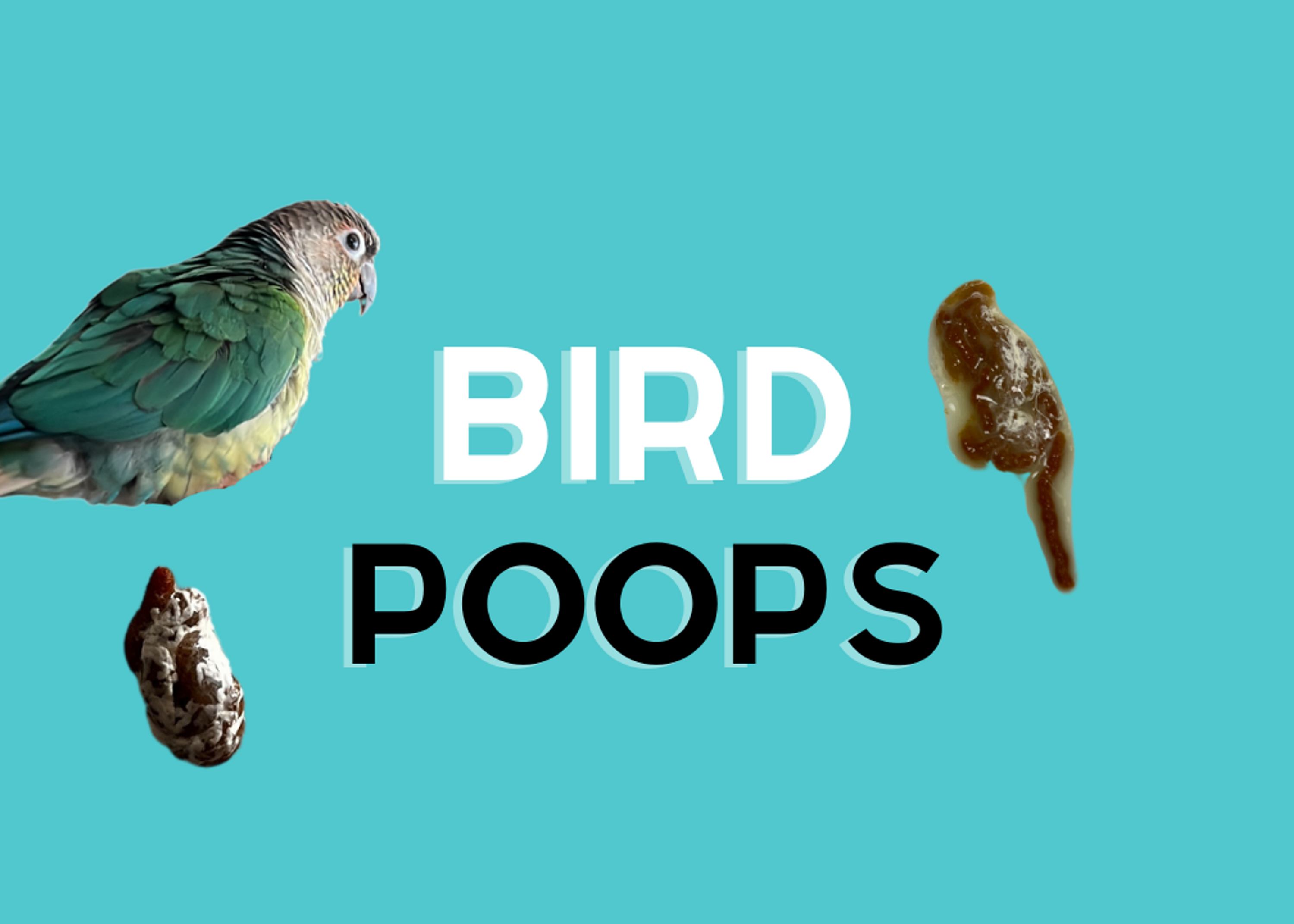 Can bird poop sales make dogs sick